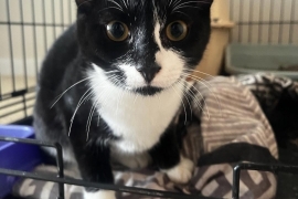 Domestic Short Hair Domestic Short Hair