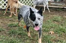 Australian Cattle Dog / Blue Heeler