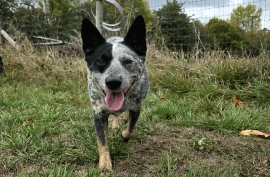 Australian Cattle Dog / Blue Heeler