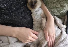 Siamese