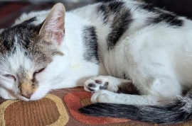 Domestic Short Hair Domestic Short Hair