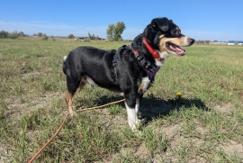 Mixed Breed Mixed Breed