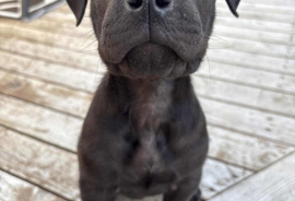 Shar-Pei Shar-Pei