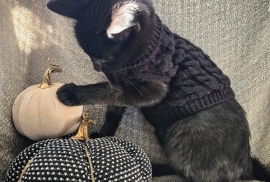 Domestic Short Hair Domestic Short Hair