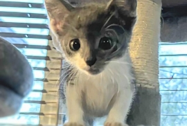 Domestic Short Hair Domestic Short Hair