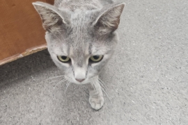 American Shorthair American Shorthair