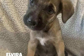 Labrador Retriever Labrador Retriever