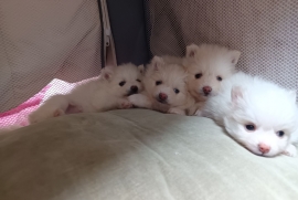 Pomeranian Pomeranian