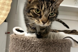 Domestic Short Hair Domestic Short Hair