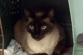 Siamese Siamese
