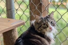 Domestic Medium Hair