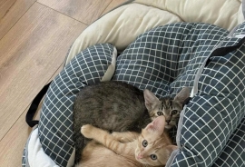 Domestic Short Hair Domestic Short Hair