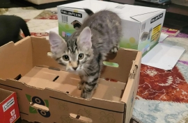 Domestic Medium Hair Domestic Medium Hair