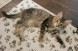 Domestic Medium Hair