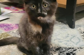 Domestic Medium Hair