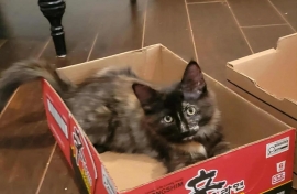 Domestic Medium Hair Domestic Medium Hair