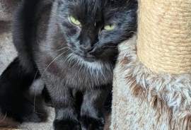 Domestic Short Hair Domestic Short Hair