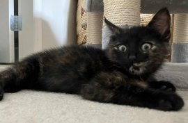 Domestic Short Hair Domestic Short Hair