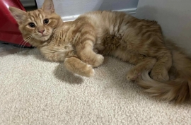 Domestic Medium Hair