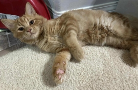 Domestic Medium Hair Domestic Medium Hair