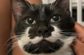 Domestic Short Hair Domestic Short Hair