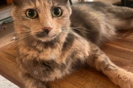 Domestic Medium Hair