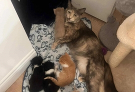 Domestic Medium Hair