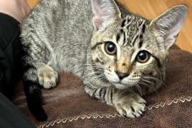 Domestic Short Hair Domestic Short Hair