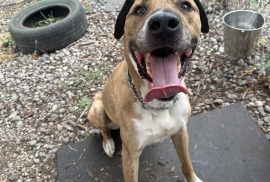 Black Mouth Cur Black Mouth Cur