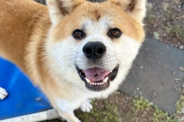 Japanese Akita Japanese Akita