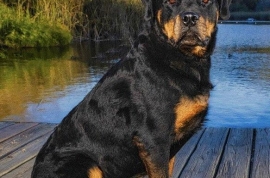 Rottweiler