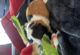 Guinea Pig