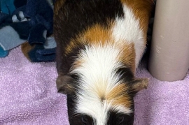 Guinea Pig Guinea Pig