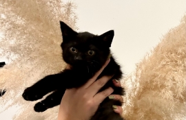 British Shorthair British Shorthair