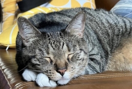 Domestic Short Hair Domestic Short Hair