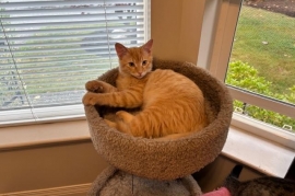 Domestic Medium Hair