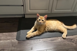 Domestic Medium Hair