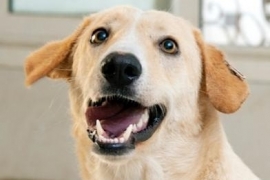 Yellow Labrador Retriever