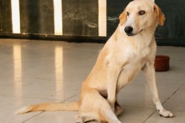 Yellow Labrador Retriever