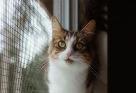 Domestic Medium Hair