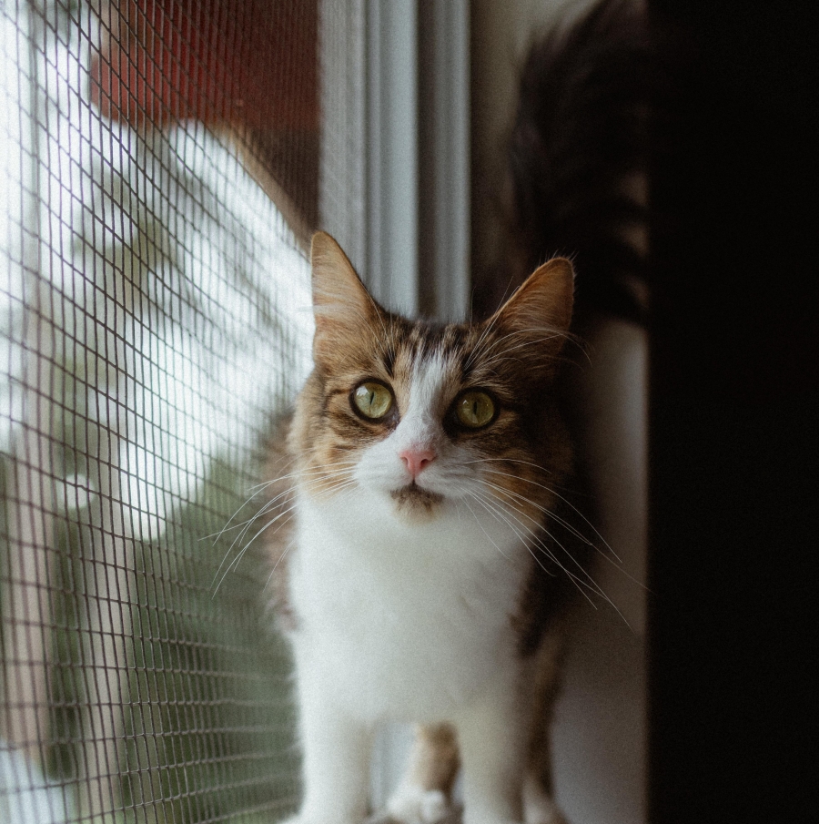 Domestic Medium Hair