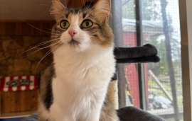 Domestic Medium Hair Domestic Medium Hair