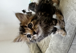 Domestic Long Hair Domestic Long Hair