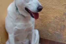 Labrador Retriever Labrador Retriever