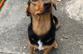 Mixed Breed Mixed Breed