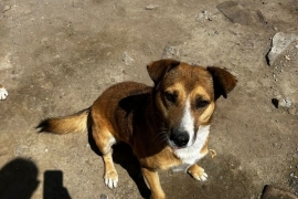 Labrador Retriever Labrador Retriever