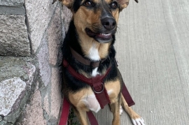 Labrador Retriever Labrador Retriever