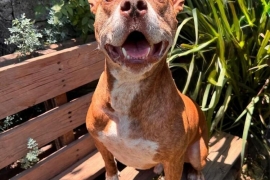 American Staffordshire Terrier