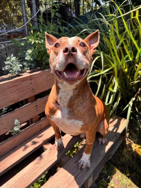 American Staffordshire Terrier