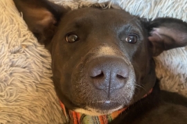 Pit Bull Terrier Pit Bull Terrier